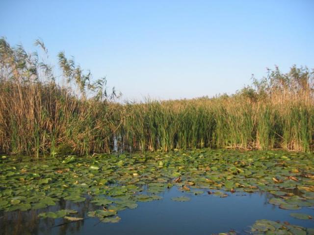 Delta Dunarii - poze-cu-delta-dunarii-14preview.JPG